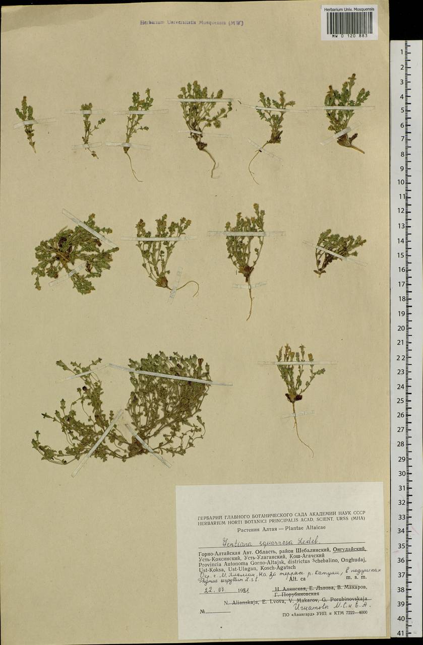 Gentiana squarrosa Ledeb., Siberia, Altai & Sayany Mountains (S2) (Russia)