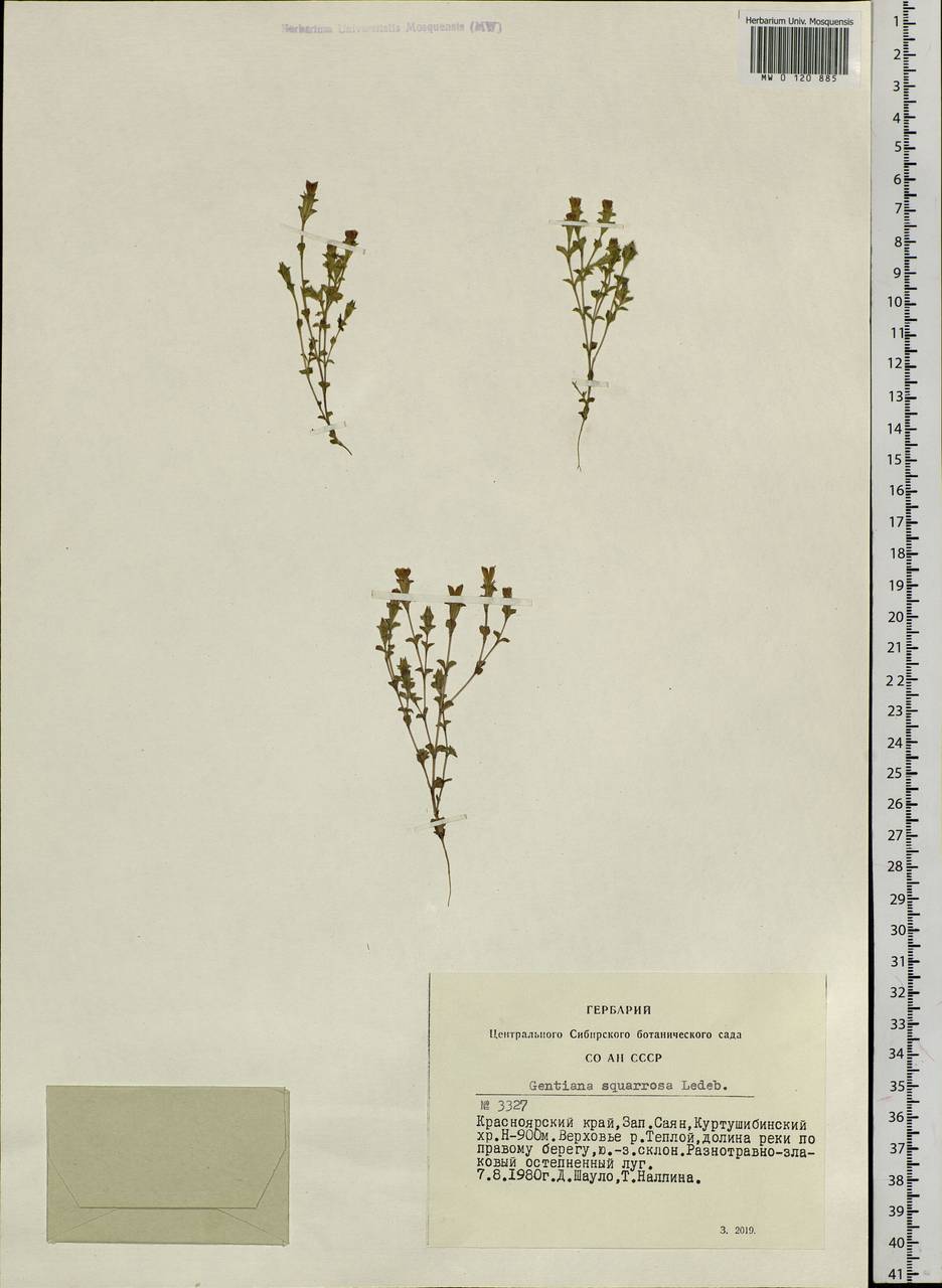 Gentiana squarrosa Ledeb., Siberia, Altai & Sayany Mountains (S2) (Russia)