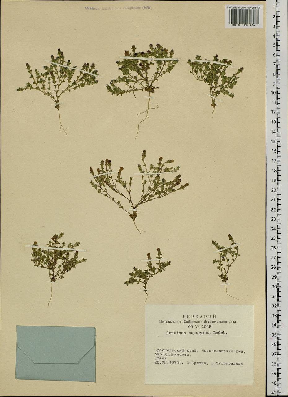 Gentiana squarrosa Ledeb., Siberia, Altai & Sayany Mountains (S2) (Russia)