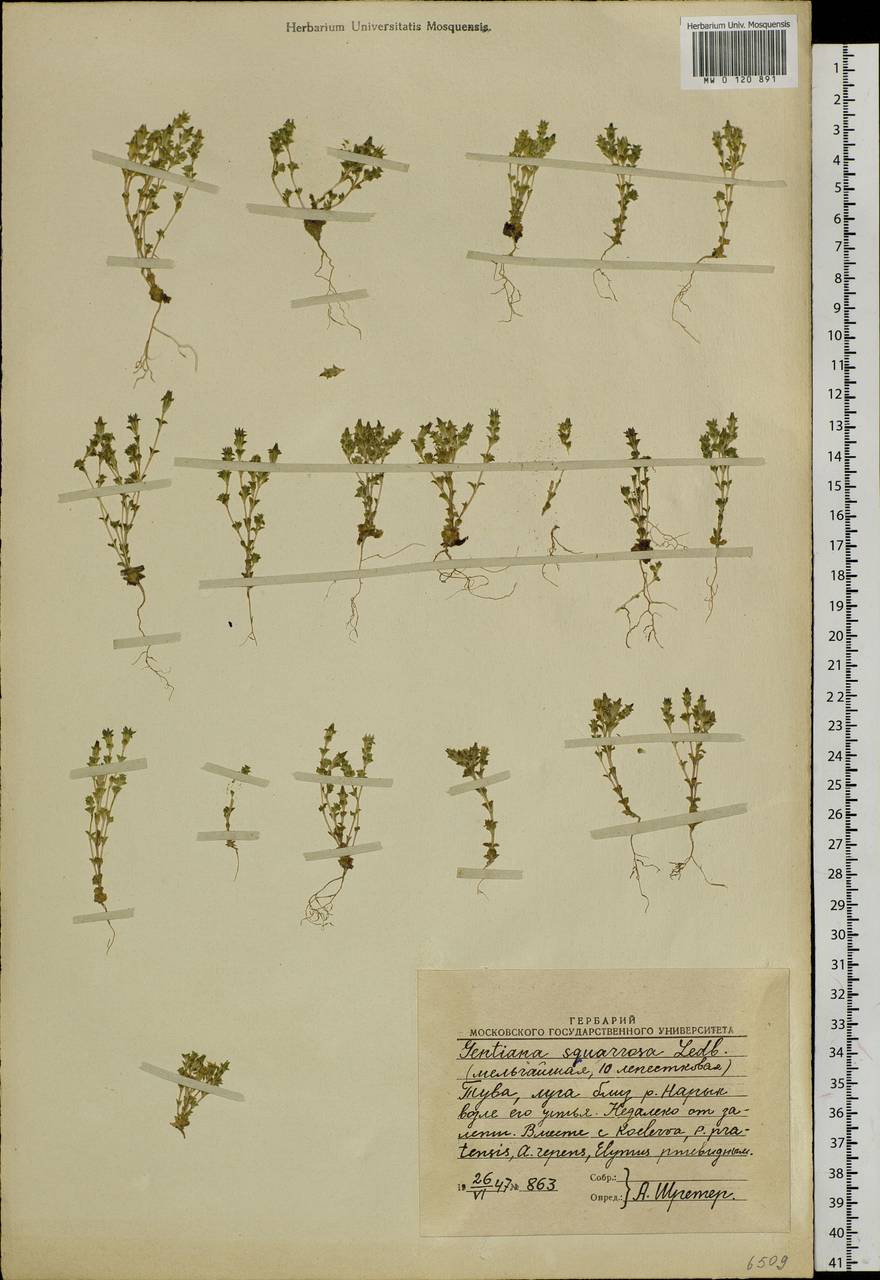 Gentiana squarrosa Ledeb., Siberia, Altai & Sayany Mountains (S2) (Russia)