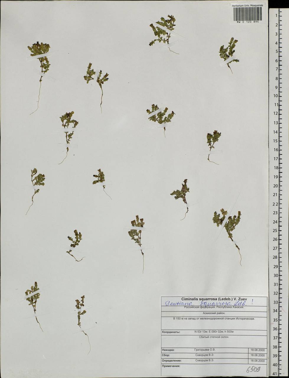 Gentiana squarrosa Ledeb., Siberia, Altai & Sayany Mountains (S2) (Russia)