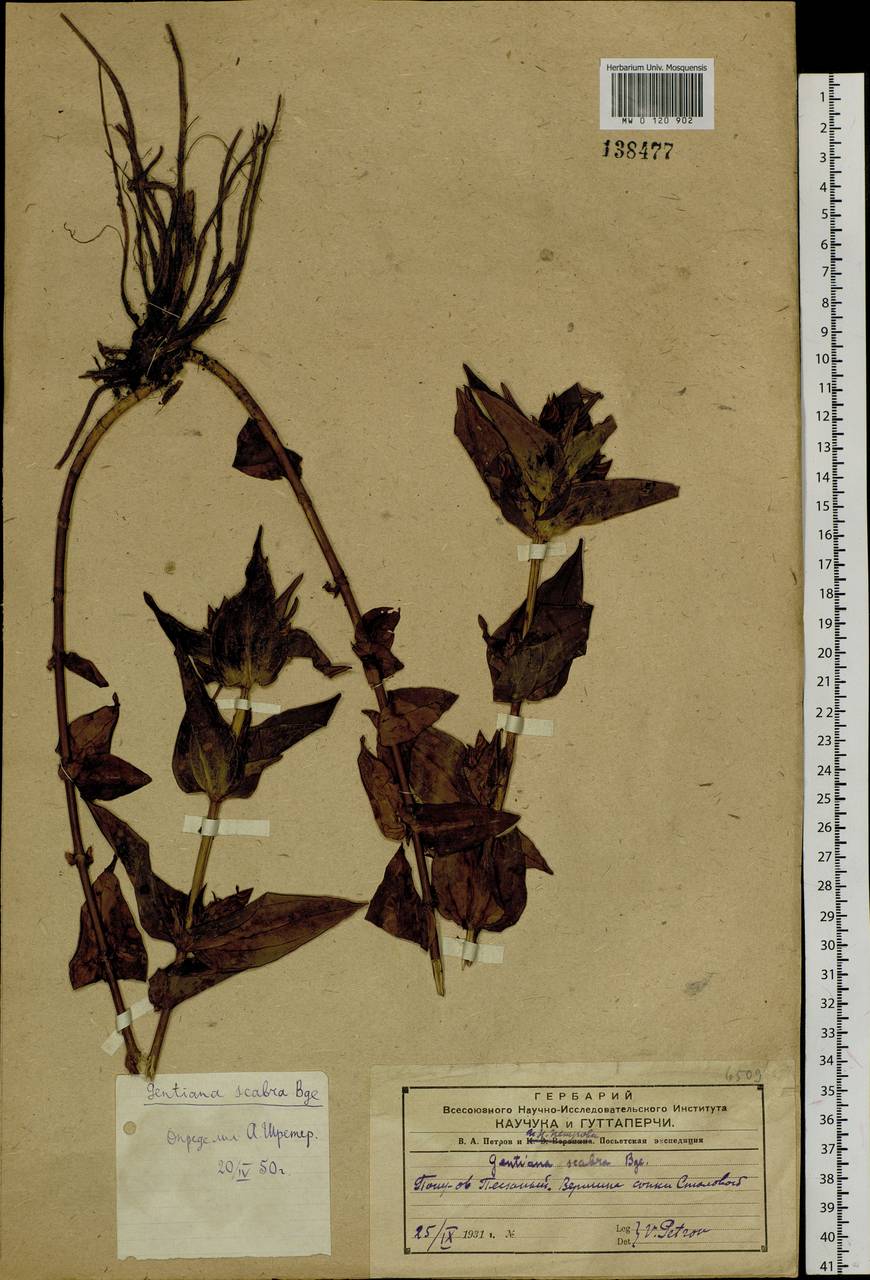 Gentiana scabra Bunge, Siberia, Russian Far East (S6) (Russia)