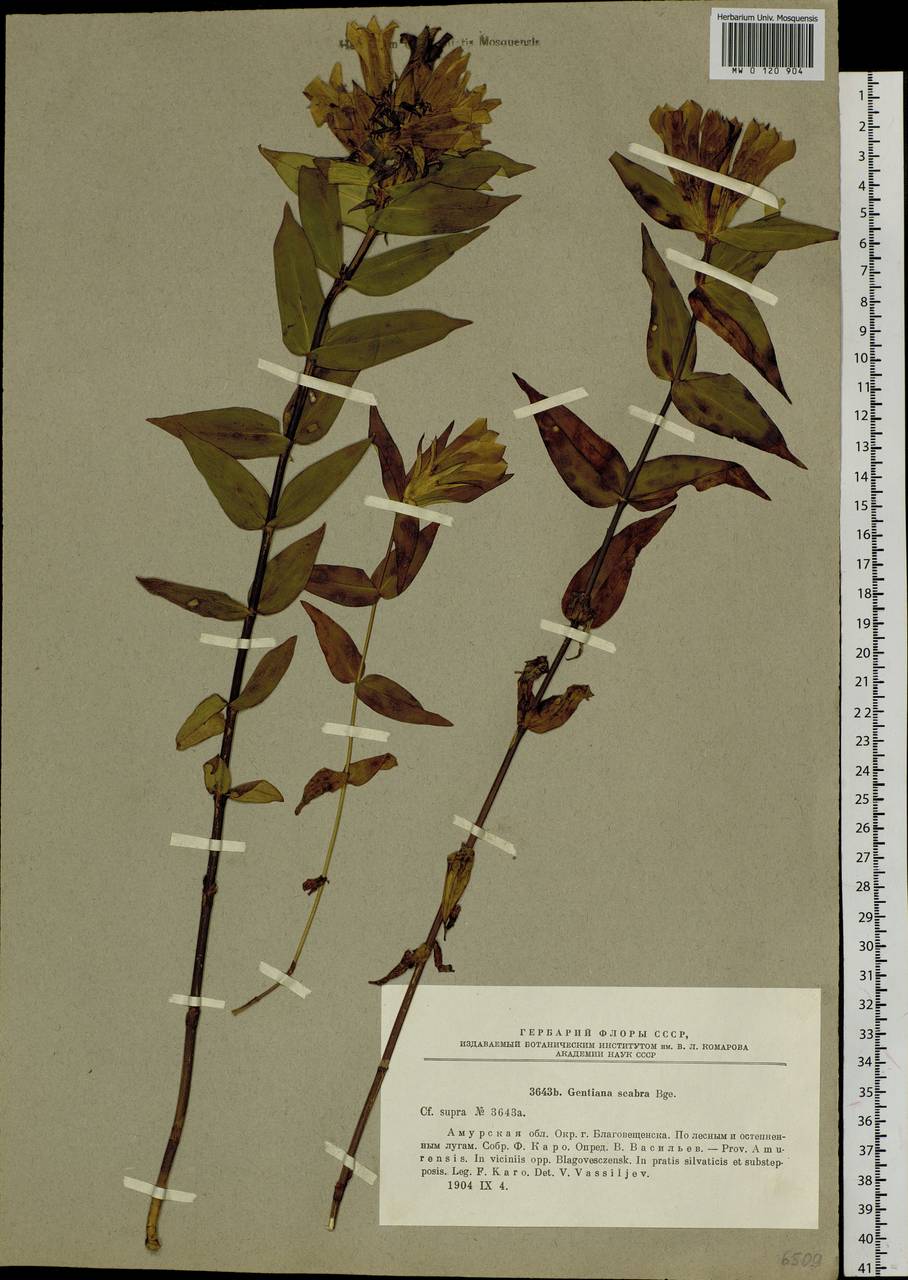 Gentiana scabra Bunge, Siberia, Russian Far East (S6) (Russia)