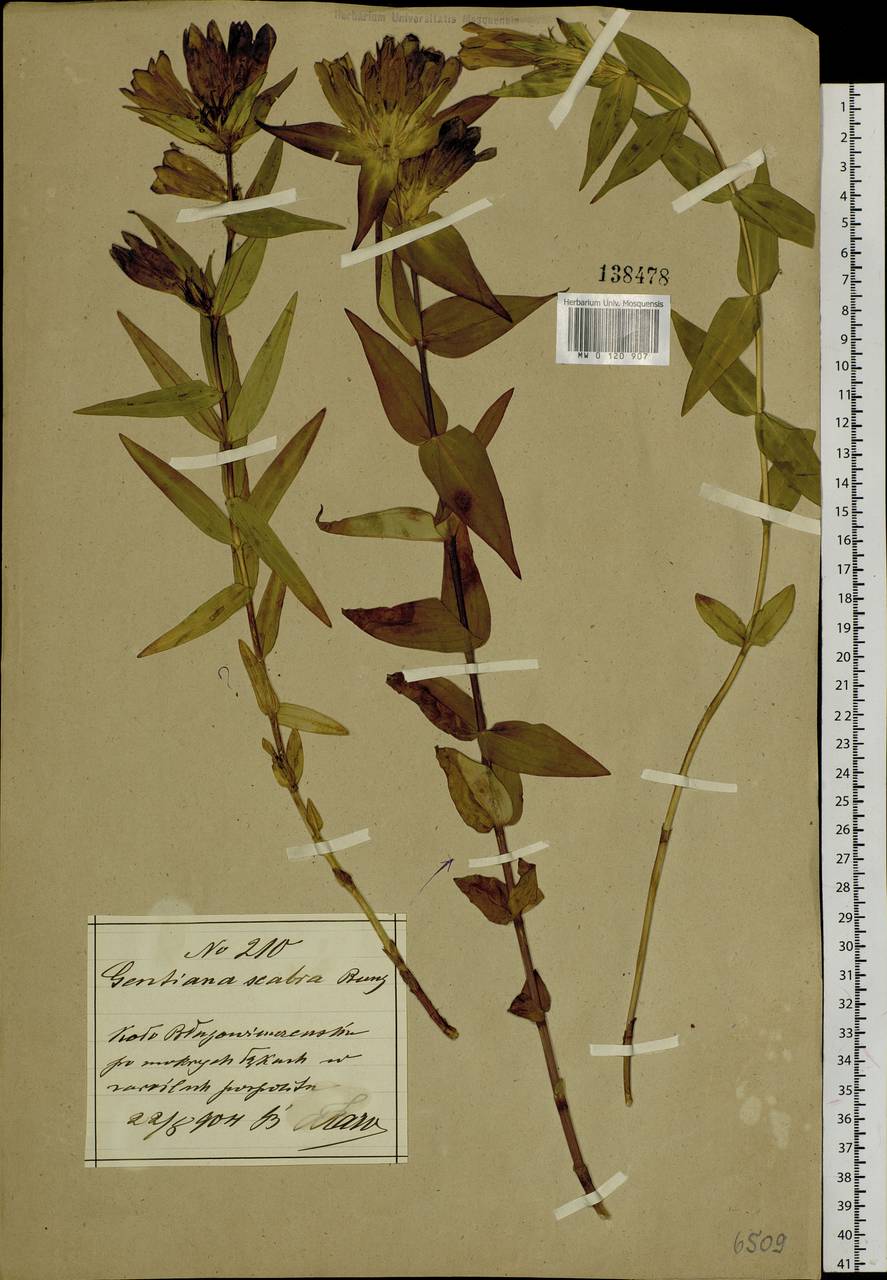 Gentiana scabra Bunge, Siberia, Russian Far East (S6) (Russia)