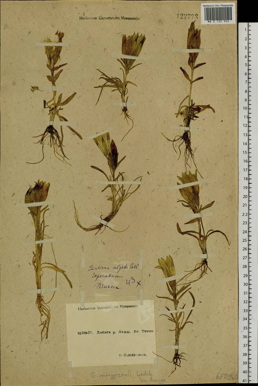 Gentiana algida Pall., Siberia, Yakutia (S5) (Russia)