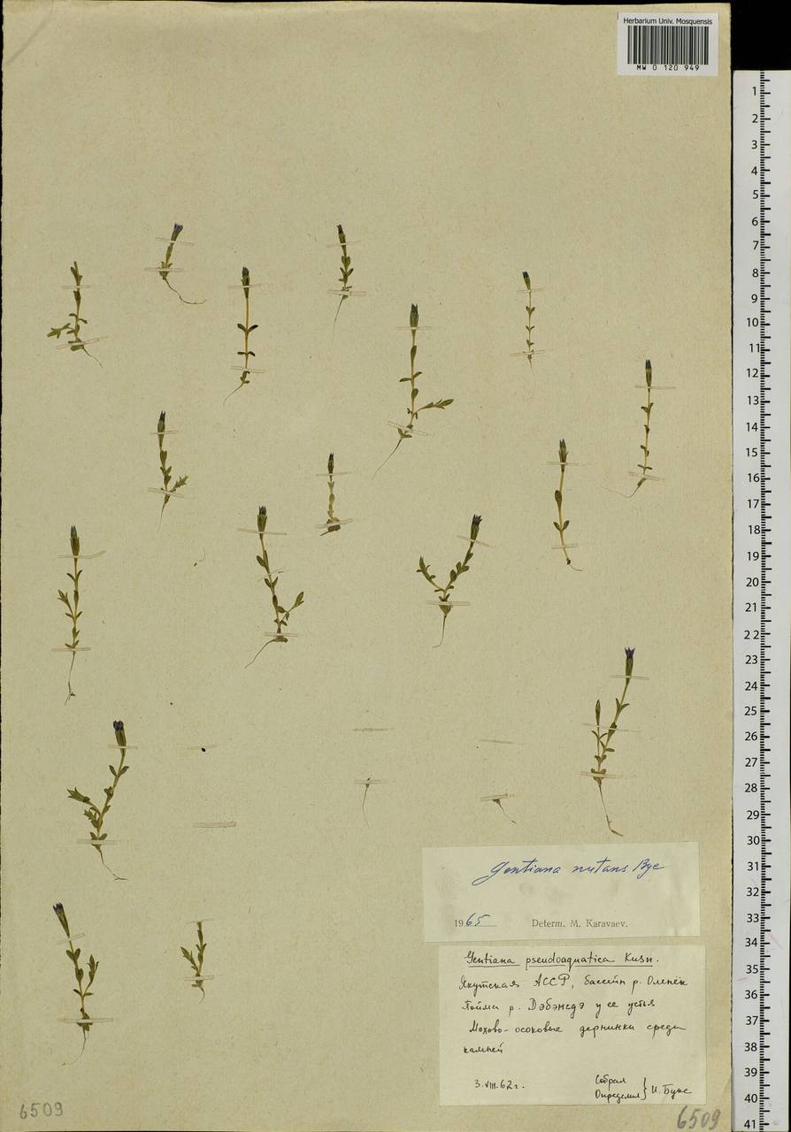 Gentiana prostrata Haenke, Siberia, Yakutia (S5) (Russia)