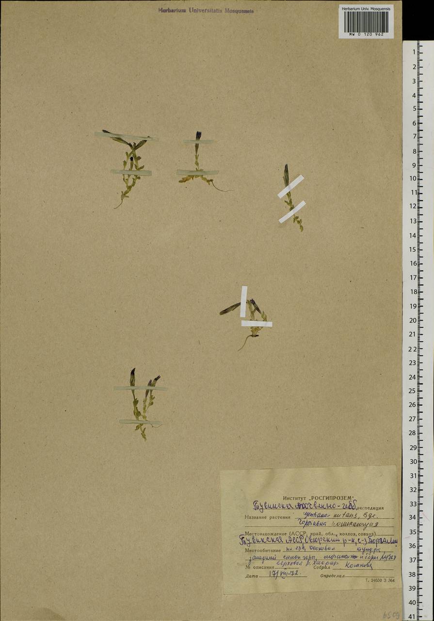 Gentiana prostrata Haenke, Siberia, Altai & Sayany Mountains (S2) (Russia)