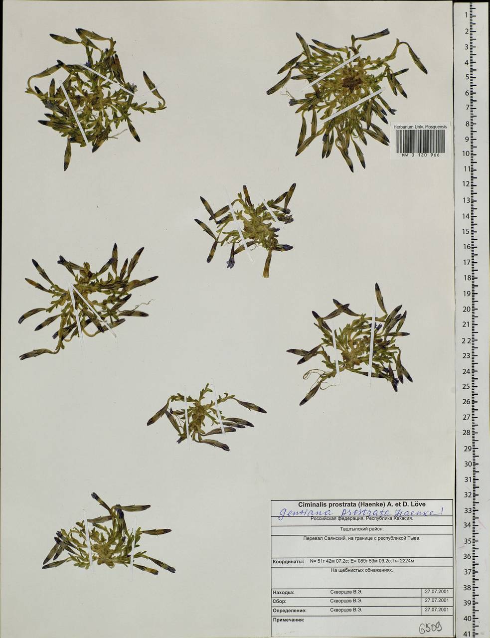Gentiana prostrata Haenke, Siberia, Altai & Sayany Mountains (S2) (Russia)
