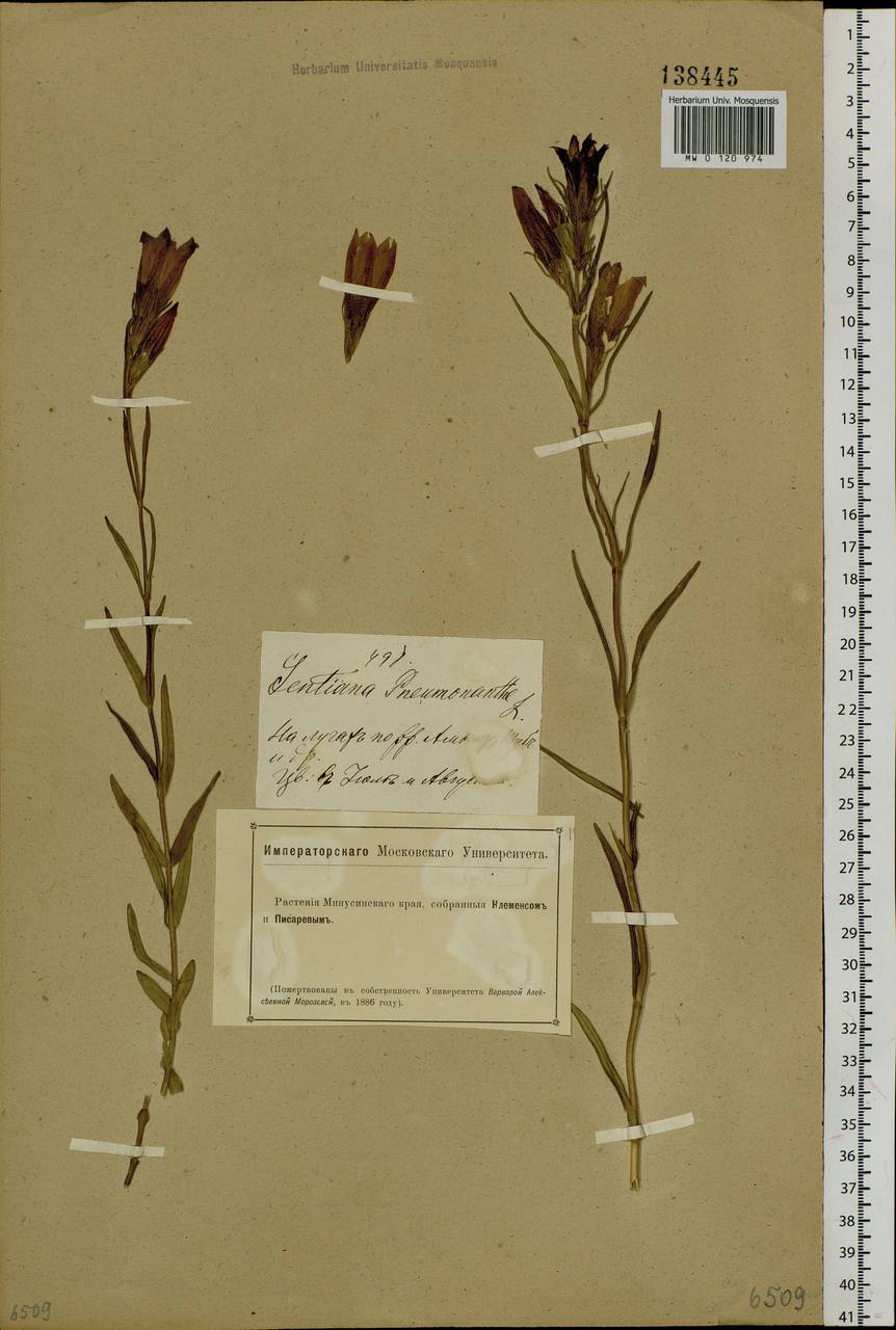 Gentiana pneumonanthe L., Siberia, Altai & Sayany Mountains (S2) (Russia)