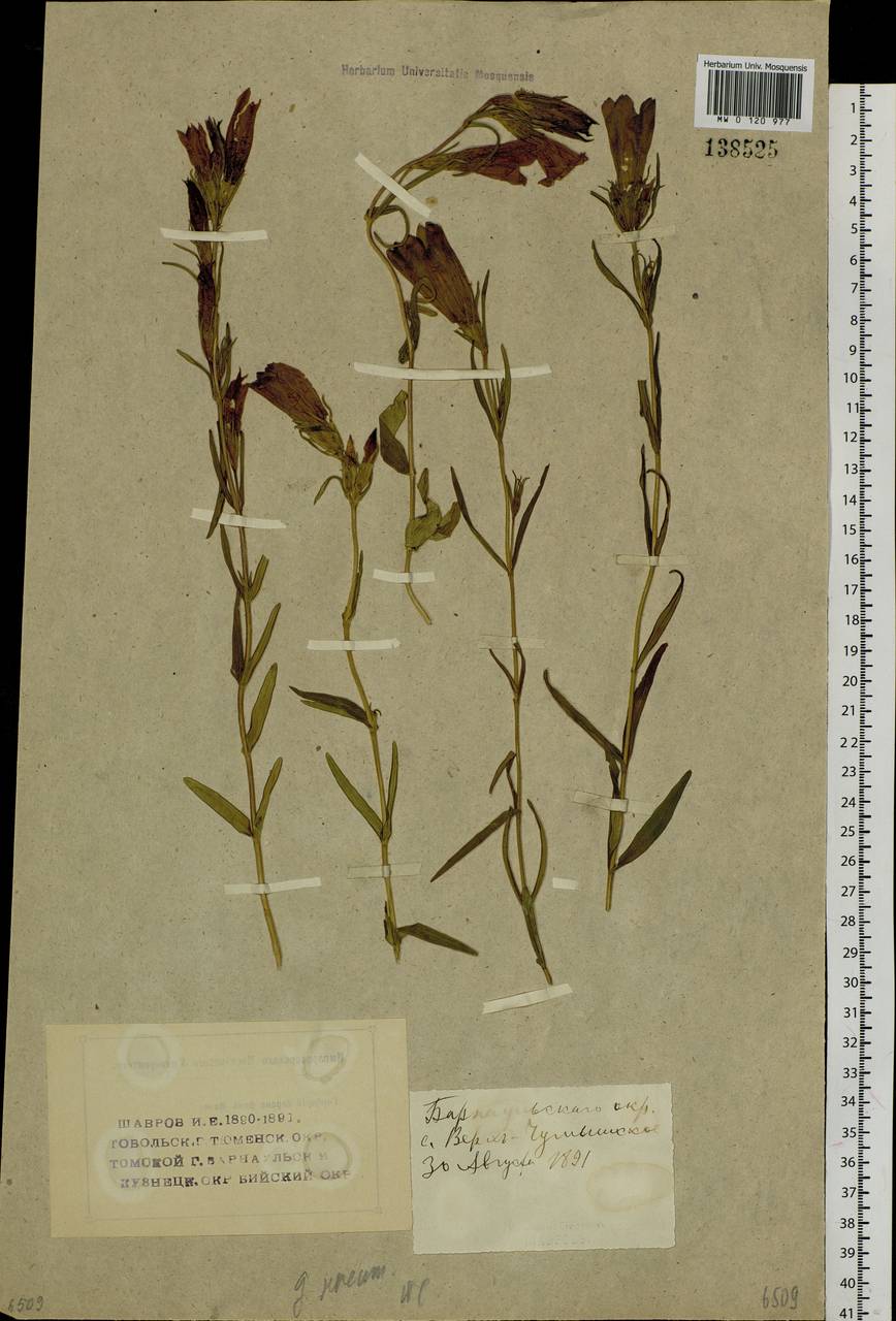 Gentiana pneumonanthe L., Siberia, Altai & Sayany Mountains (S2) (Russia)