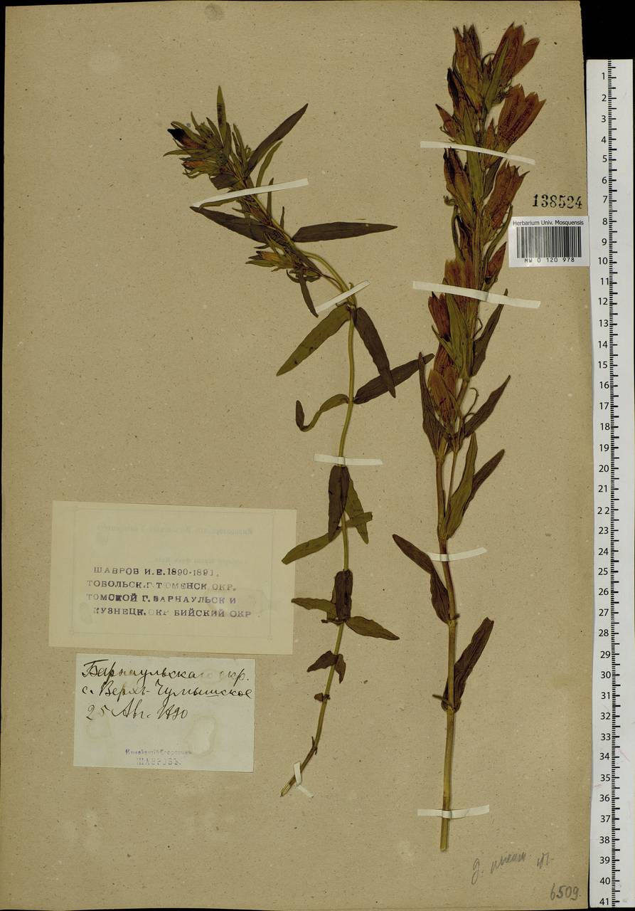Gentiana pneumonanthe L., Siberia, Altai & Sayany Mountains (S2) (Russia)