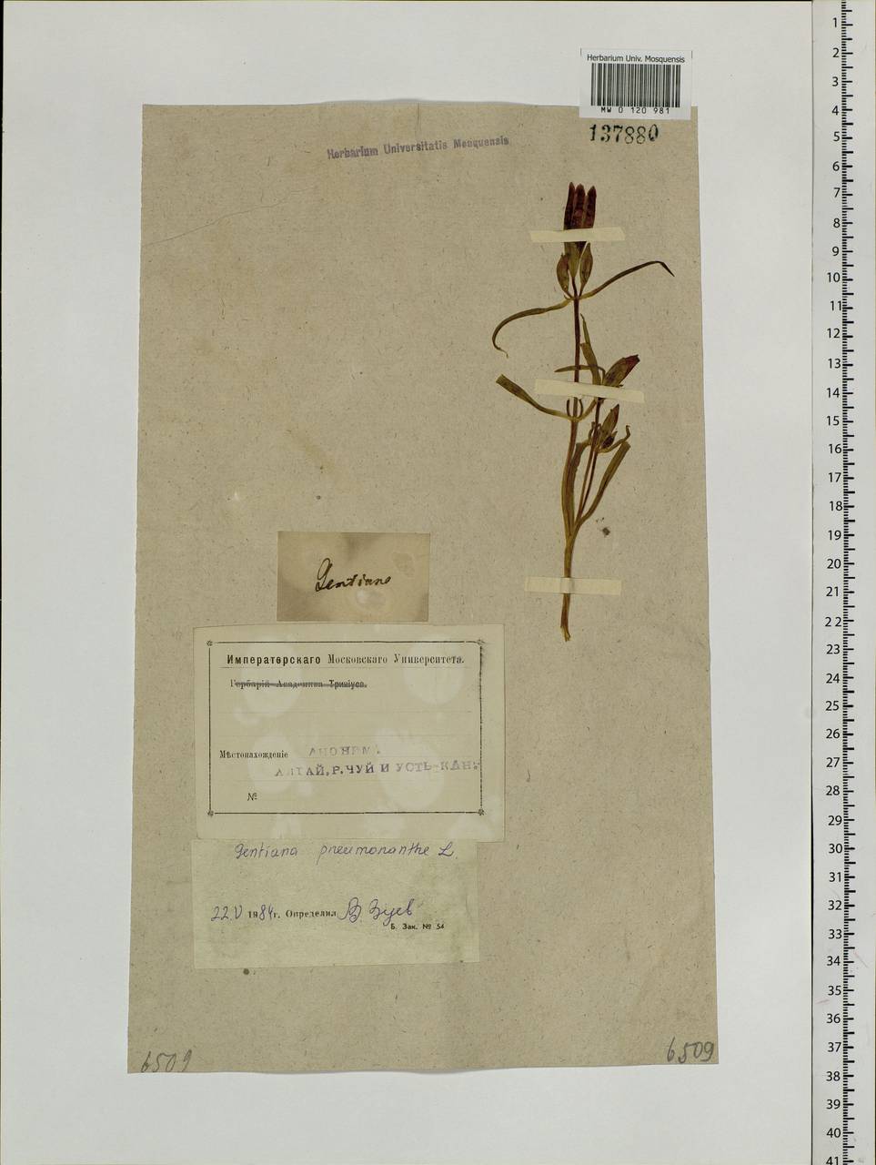Gentiana pneumonanthe, Siberia, Altai & Sayany Mountains (S2) (Russia)