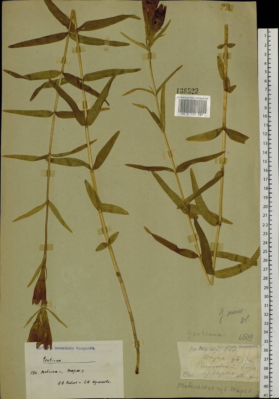 Gentiana pneumonanthe, Siberia, Western Siberia (S1) (Russia)