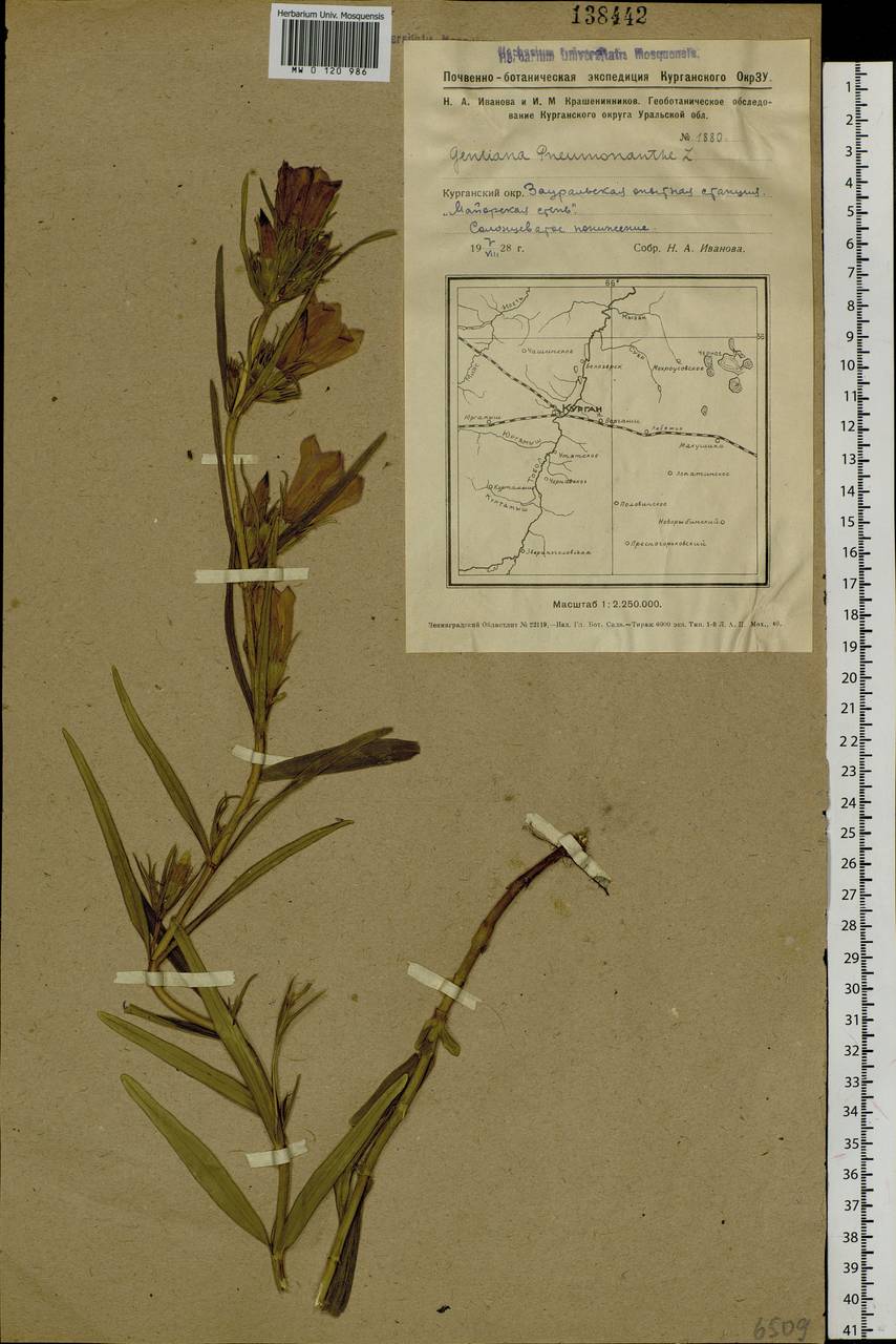 Gentiana pneumonanthe, Siberia, Western Siberia (S1) (Russia)