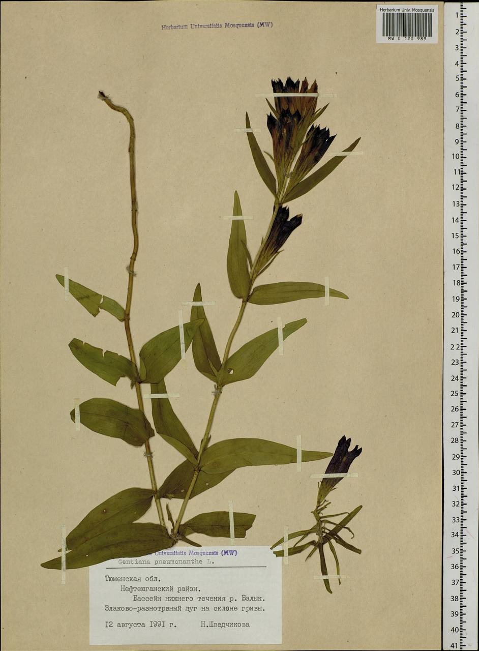 Gentiana pneumonanthe L., Siberia, Western Siberia (S1) (Russia)