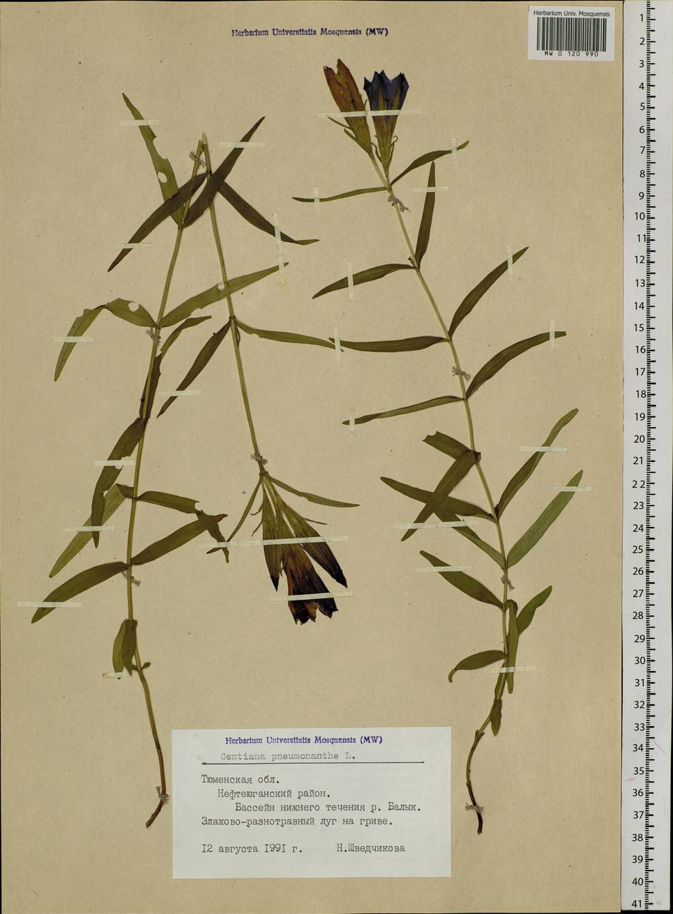 Gentiana pneumonanthe L., Siberia, Western Siberia (S1) (Russia)