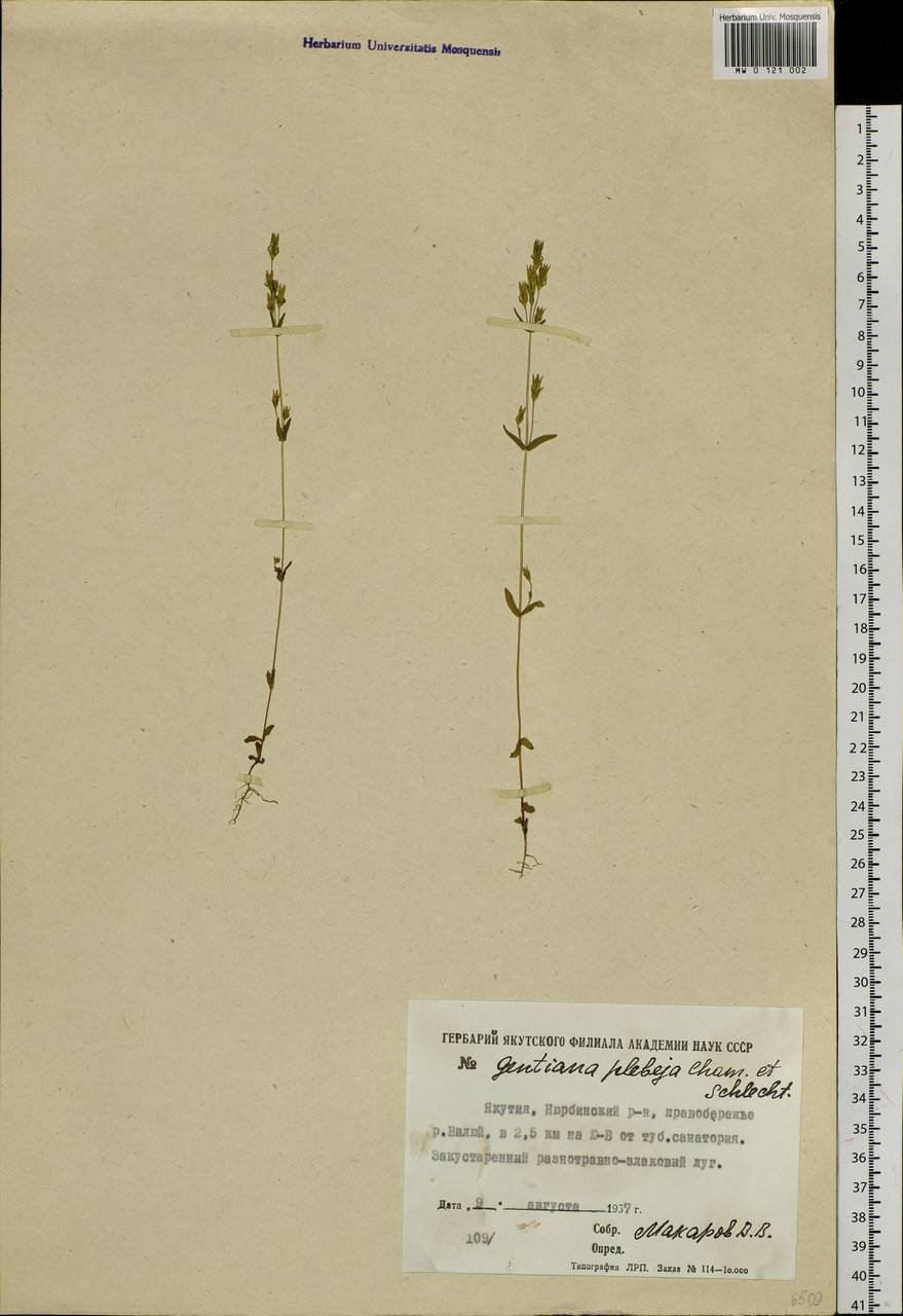 Gentianella amarella subsp. acuta (Michx.) Gillett, Siberia, Yakutia (S5) (Russia)