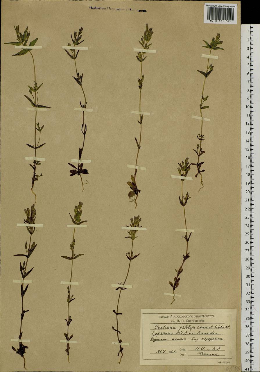 Gentianella amarella subsp. acuta (Michx.) Gillett, Siberia, Baikal & Transbaikal region (S4) (Russia)
