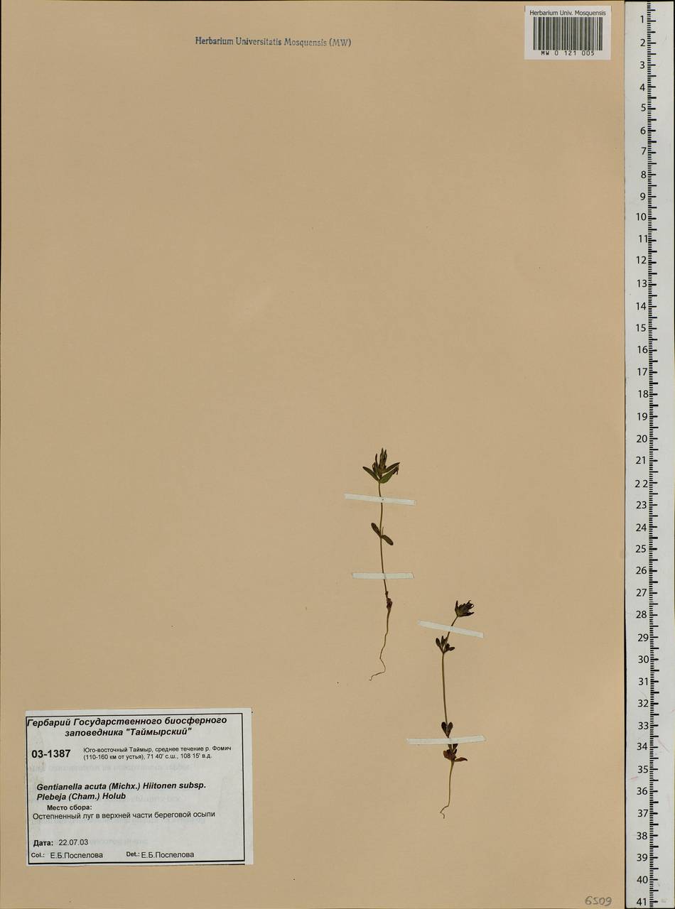 Gentianella amarella subsp. acuta (Michx.) J. M. Gillett, Siberia, Central Siberia (S3) (Russia)