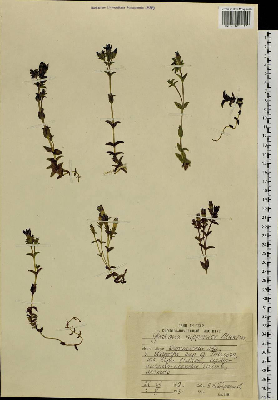 Gentiana nipponica Maxim., Siberia, Russian Far East (S6) (Russia)