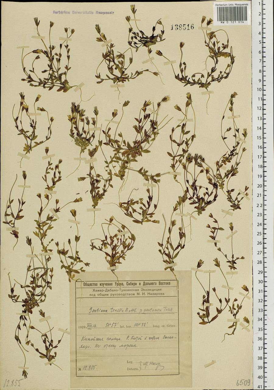 Comastoma malyschevii (Zuev) V.V. Zuev, Siberia, Baikal & Transbaikal region (S4) (Russia)