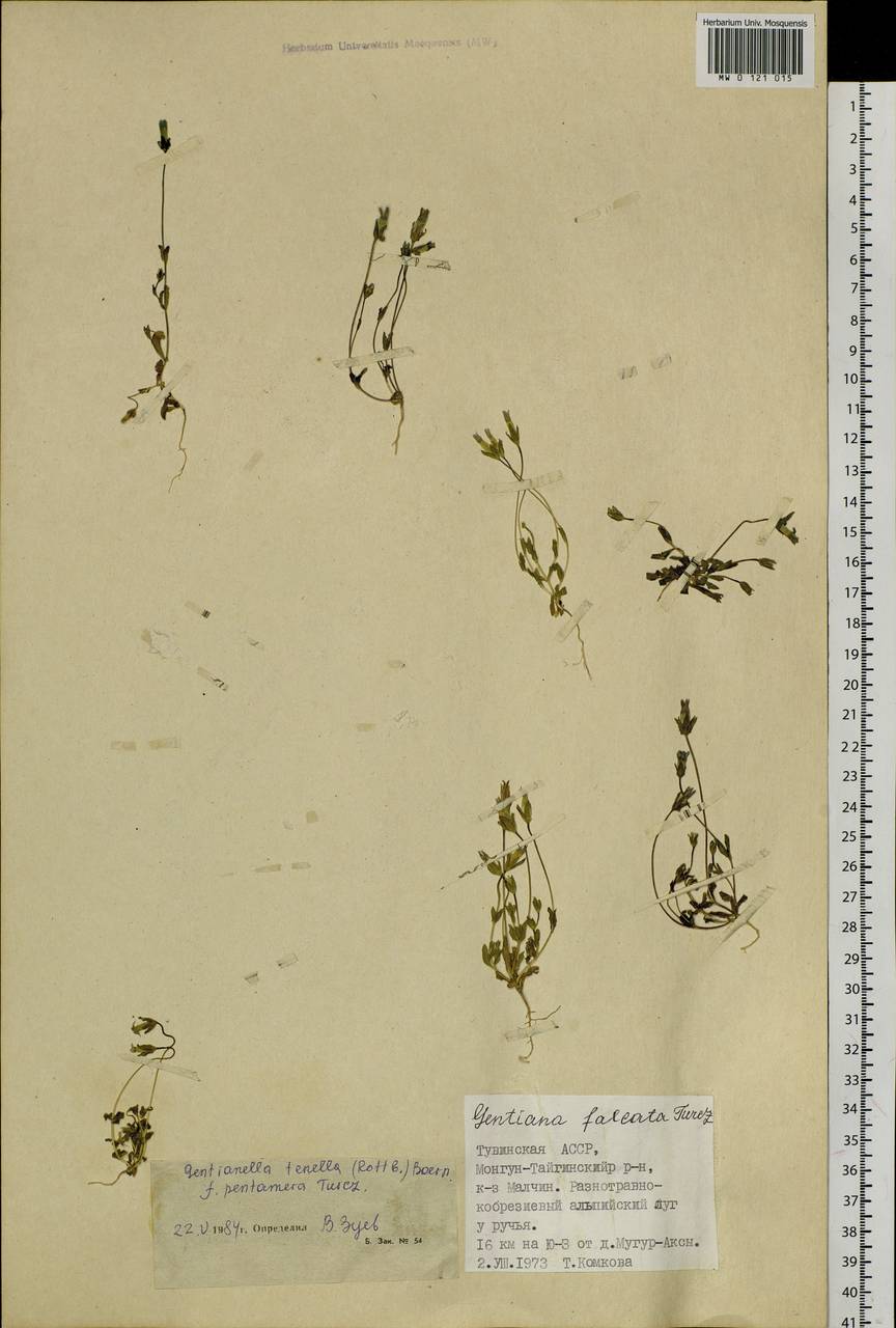Comastoma malyschevii (Zuev) V.V. Zuev, Siberia, Altai & Sayany Mountains (S2) (Russia)