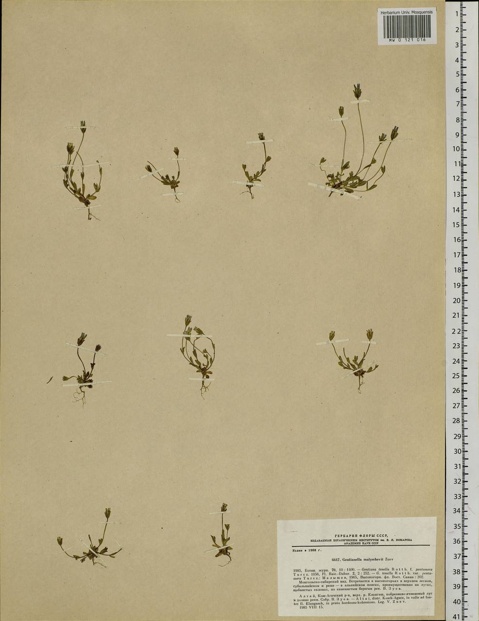 Comastoma malyschevii (Zuev) V.V. Zuev, Siberia, Altai & Sayany Mountains (S2) (Russia)