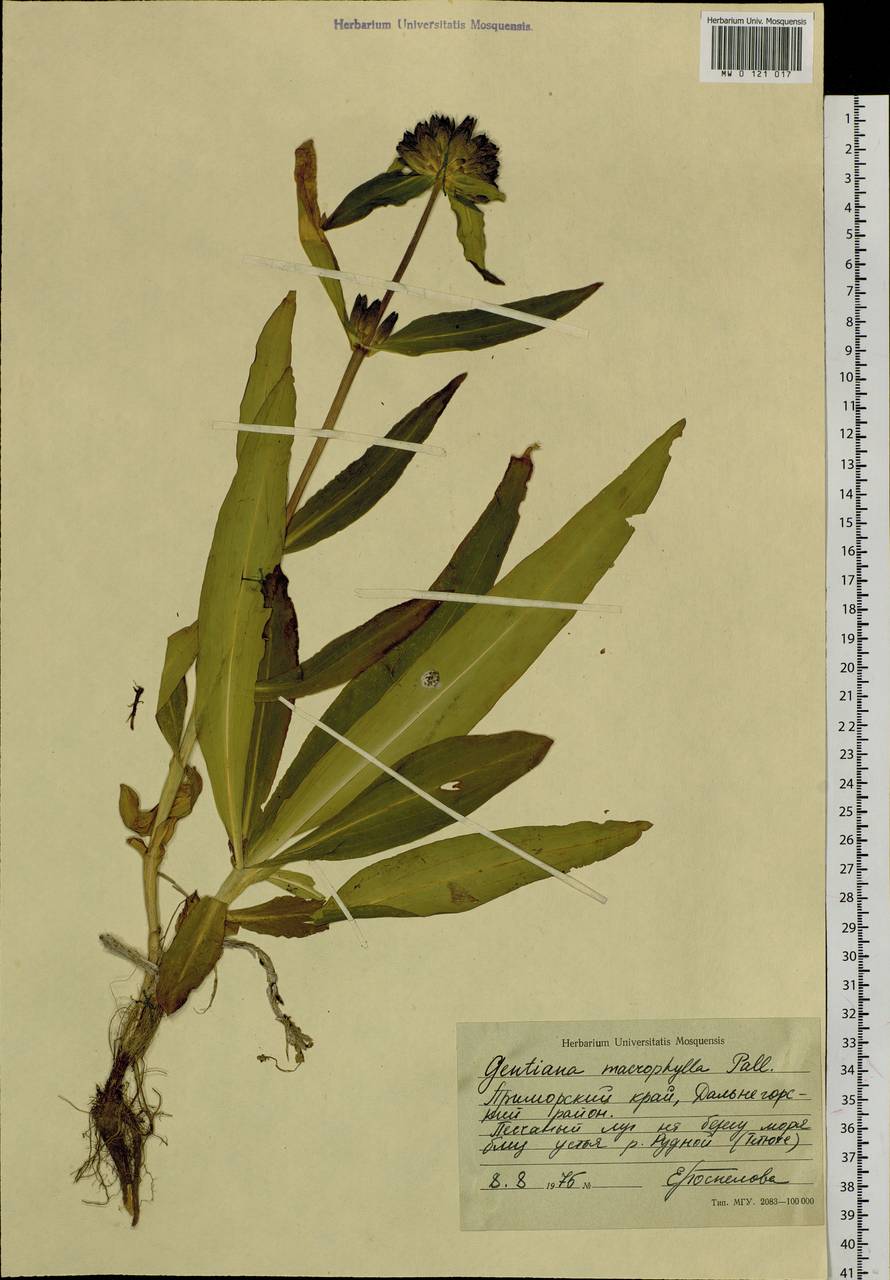 Gentiana macrophylla Pall., Siberia, Russian Far East (S6) (Russia)