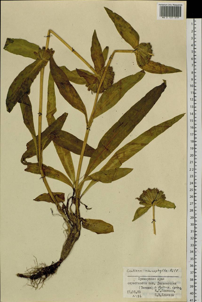 Gentiana macrophylla Pall., Siberia, Russian Far East (S6) (Russia)
