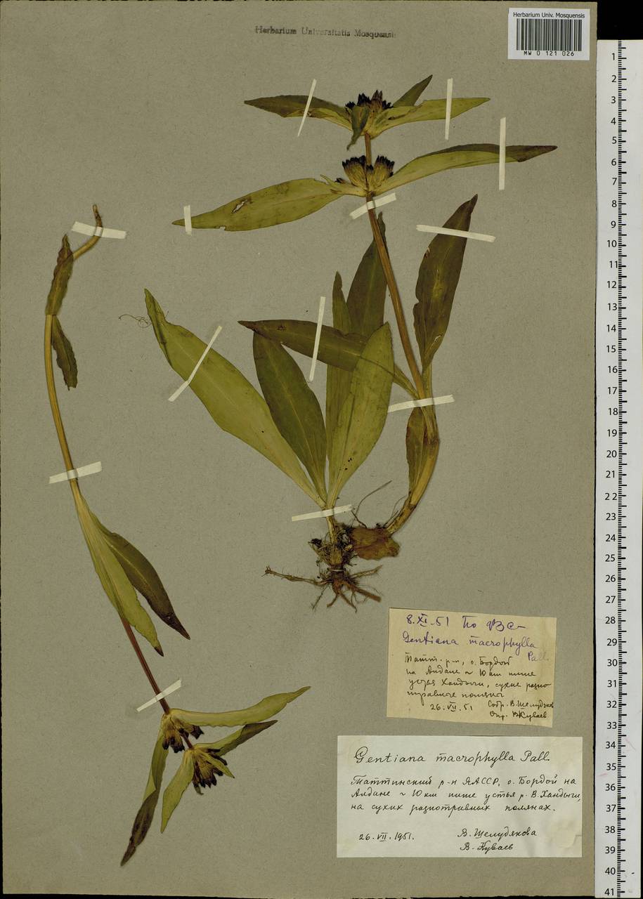 Gentiana macrophylla Pall., Siberia, Yakutia (S5) (Russia)