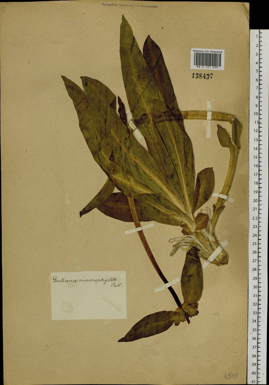 Gentiana macrophylla Pall., Siberia, Baikal & Transbaikal region (S4) (Russia)
