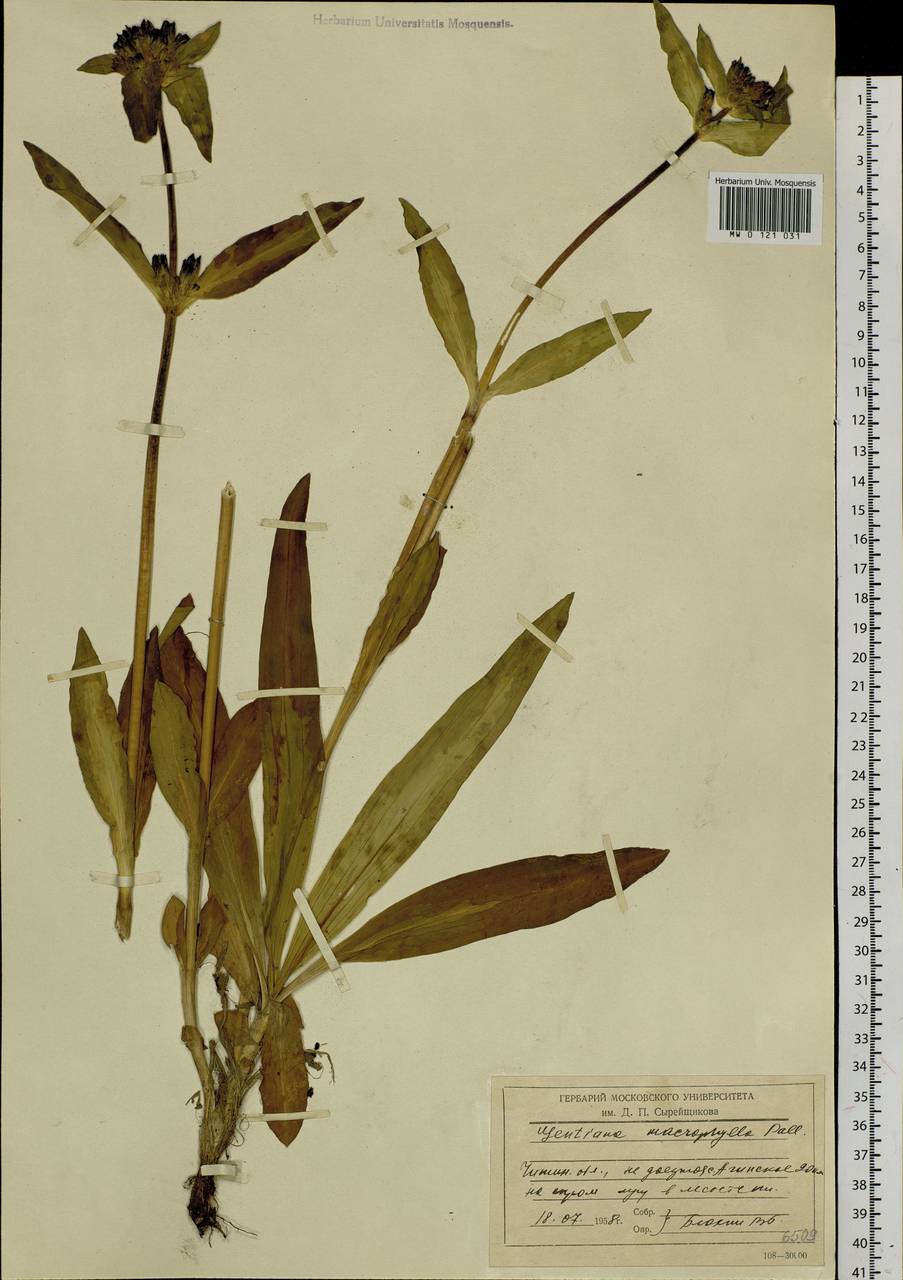 Gentiana macrophylla Pall., Siberia, Baikal & Transbaikal region (S4) (Russia)