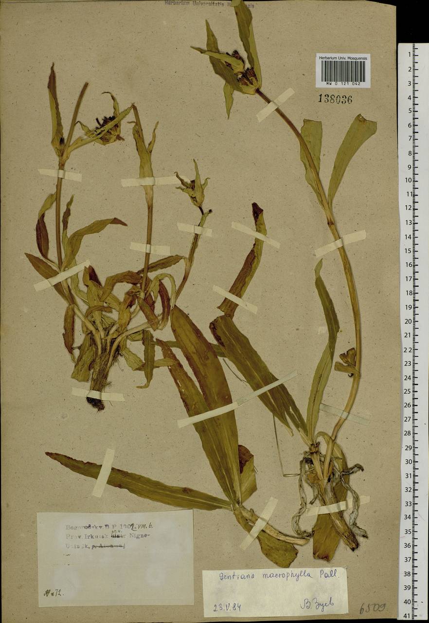 Gentiana macrophylla Pall., Siberia, Baikal & Transbaikal region (S4) (Russia)