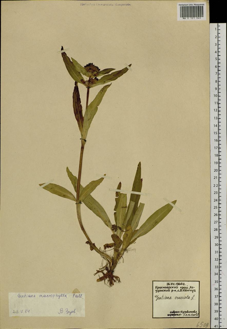 Gentiana macrophylla Pall., Siberia, Central Siberia (S3) (Russia)