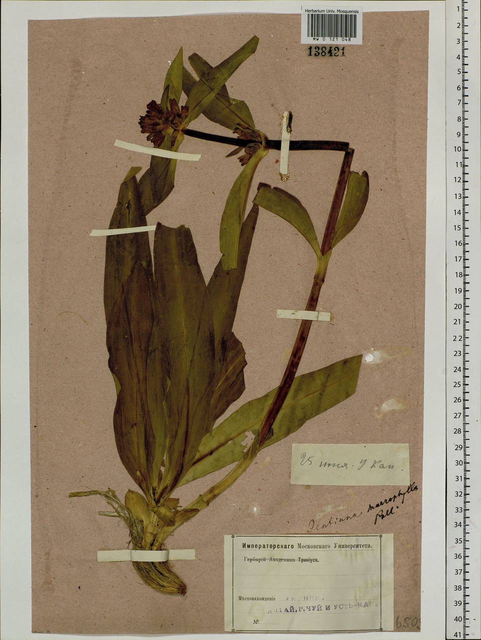 Gentiana macrophylla Pall., Siberia, Altai & Sayany Mountains (S2) (Russia)