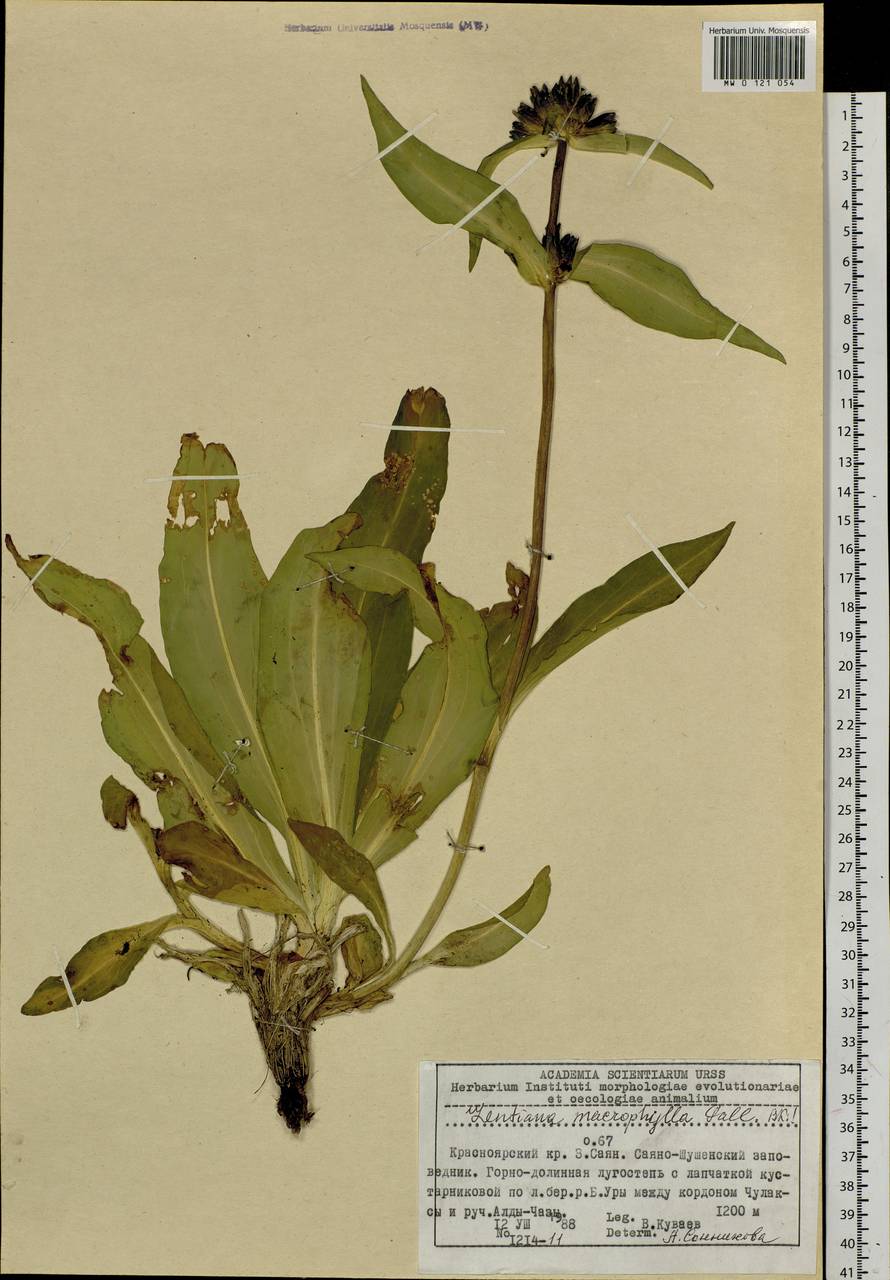 Gentiana macrophylla Pall., Siberia, Altai & Sayany Mountains (S2) (Russia)