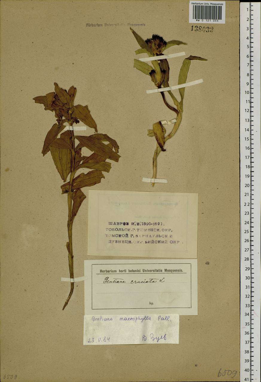 Gentiana macrophylla Pall., Siberia (no precise locality) (S0) (Russia)