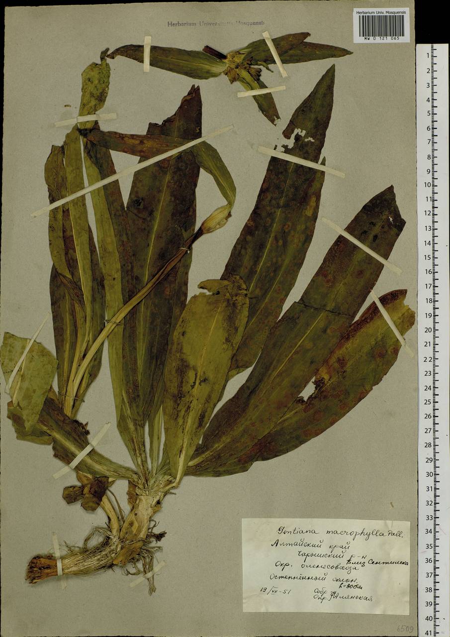 Gentiana macrophylla Pall., Siberia, Altai & Sayany Mountains (S2) (Russia)