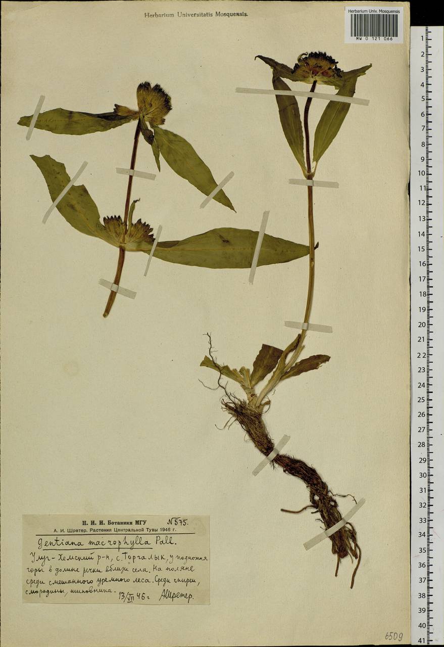 Gentiana macrophylla Pall., Siberia, Altai & Sayany Mountains (S2) (Russia)