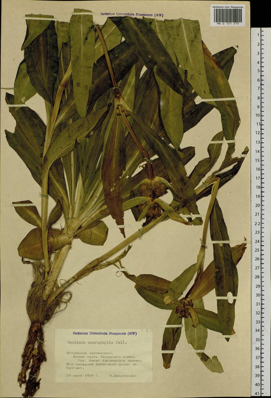 Gentiana macrophylla Pall., Siberia, Altai & Sayany Mountains (S2) (Russia)