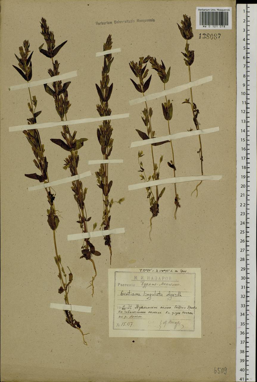 Gentianella amarella var. lingulata (C. Agardh) T. Karlsson, Siberia, Baikal & Transbaikal region (S4) (Russia)