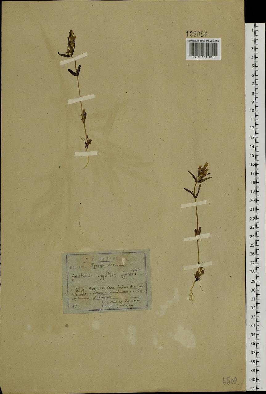 Gentianella amarella var. lingulata (C. Agardh) T. Karlsson, Siberia, Baikal & Transbaikal region (S4) (Russia)