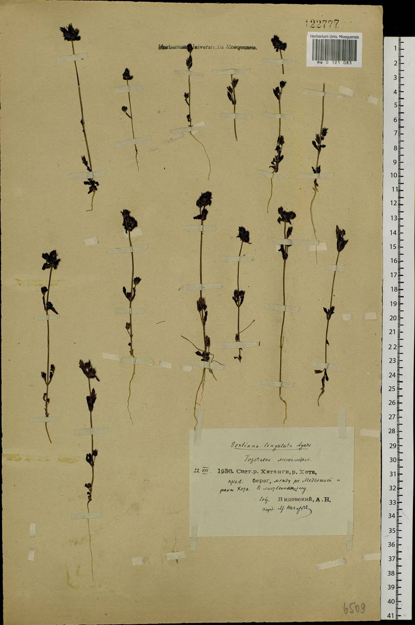 Gentianella amarella var. lingulata (C. Agardh) T. Karlsson, Siberia, Central Siberia (S3) (Russia)