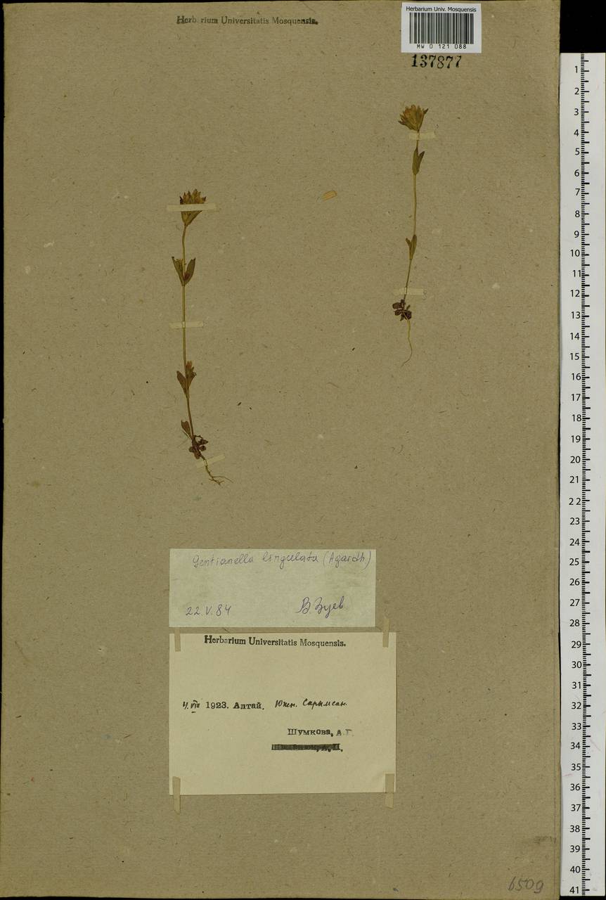 Gentianella amarella var. lingulata (C. Agardh) T. Karlsson, Siberia, Western (Kazakhstan) Altai Mountains (S2a) (Kazakhstan)