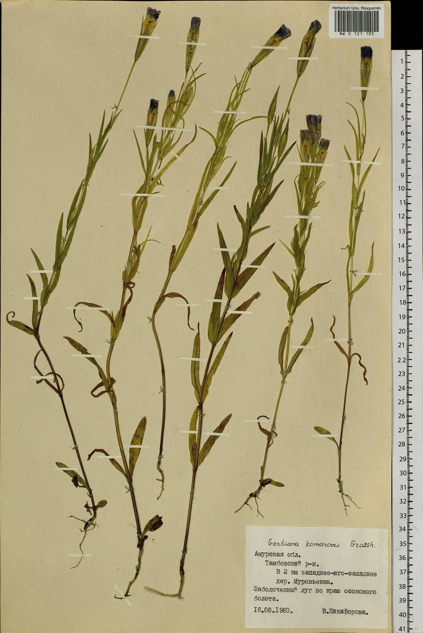 Gentianopsis komarovii (Grossh.) Toyok., Siberia, Russian Far East (S6) (Russia)