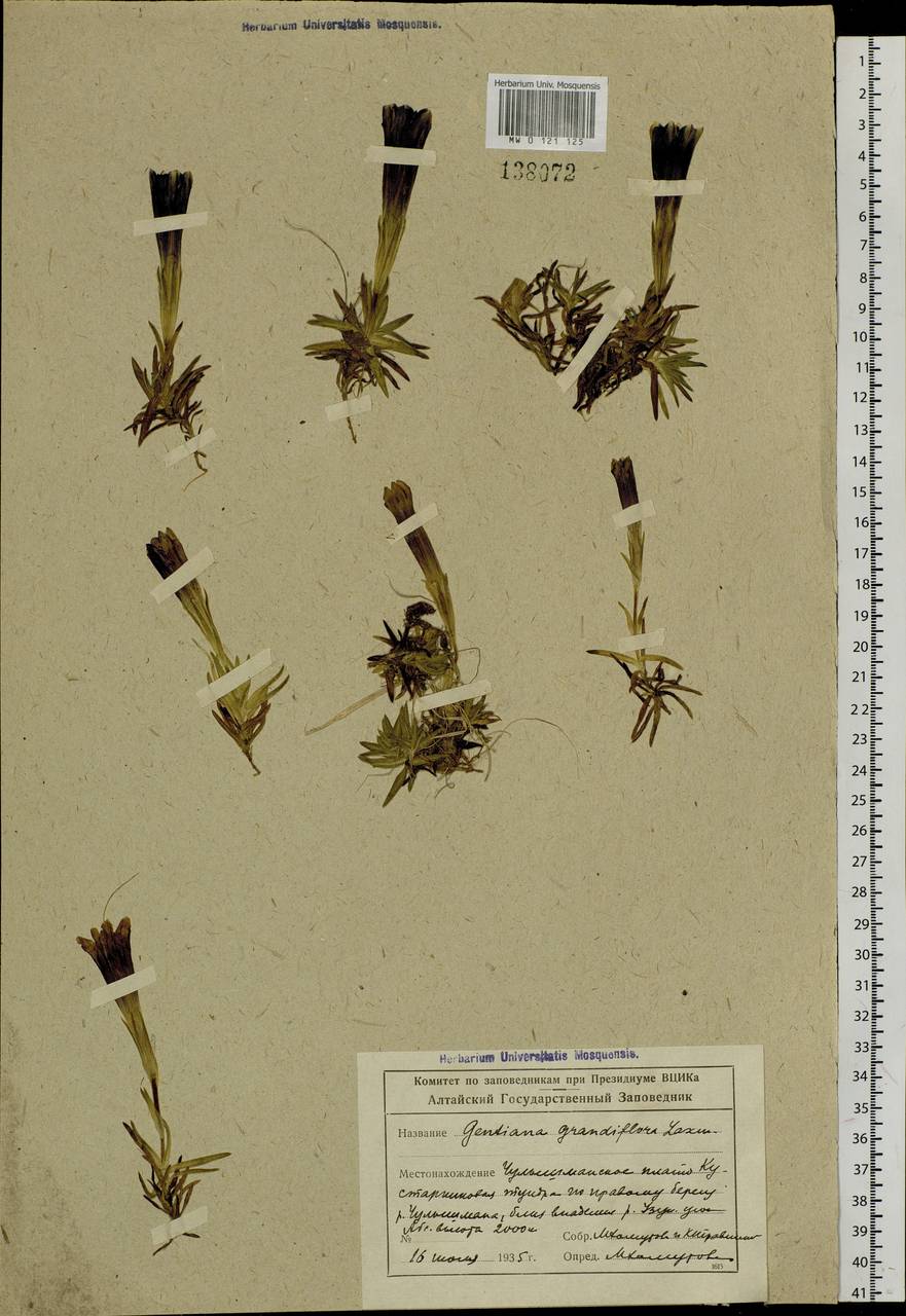 Gentiana grandiflora Laxm., Siberia, Altai & Sayany Mountains (S2) (Russia)