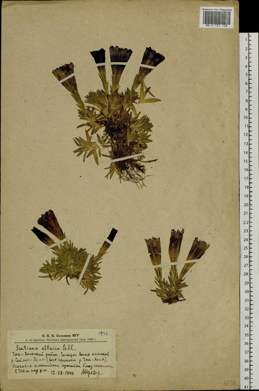 Gentiana grandiflora Laxm., Siberia, Altai & Sayany Mountains (S2) (Russia)