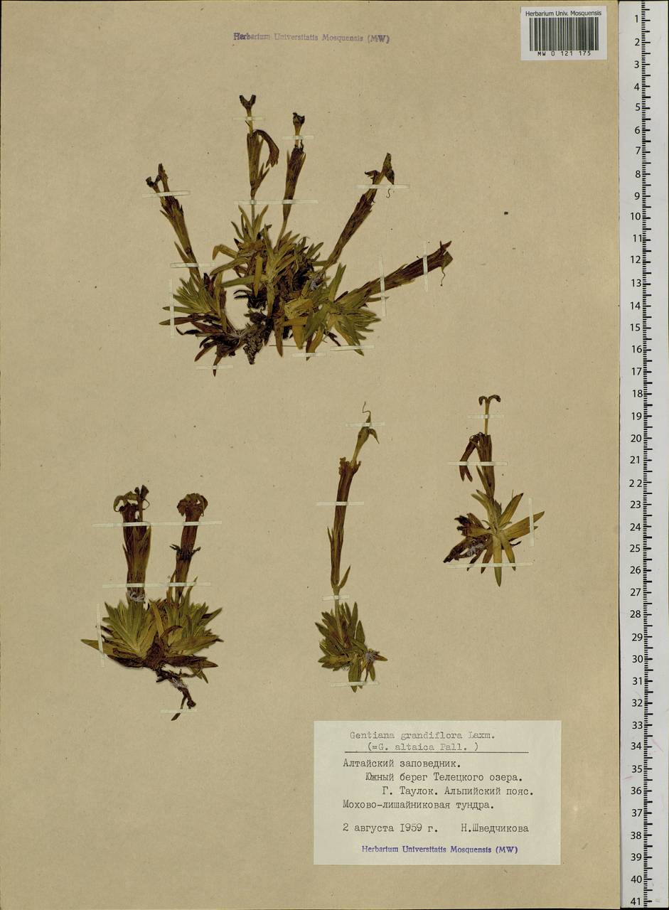 Gentiana grandiflora Laxm., Siberia, Altai & Sayany Mountains (S2) (Russia)