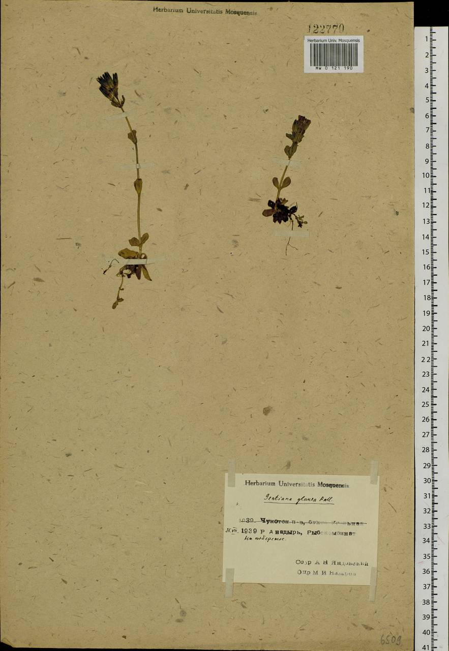 Gentiana glauca Pall., Siberia, Chukotka & Kamchatka (S7) (Russia)