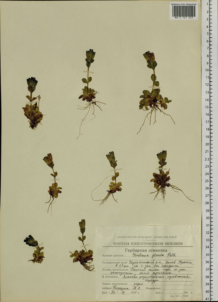 Gentiana glauca Pall., Siberia, Chukotka & Kamchatka (S7) (Russia)